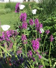 zehnder-garten GmbH Bild 13