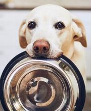 Petsense by Tractor Supply image 7