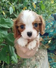 Manusset Sylvie image 14