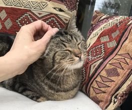 Comme Un Chat image 13