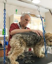 Profil Canin image 10