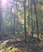 FriedWald Rümmingen Bild 3