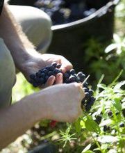 Domaine Lécheneau image 2