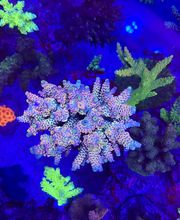 Schwimmbad & Meer GmbH Bild 5