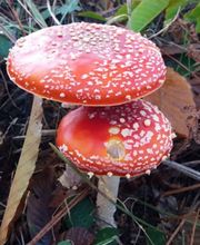 Viveiros Adoa, S.L. (Tameiga) imagen 18