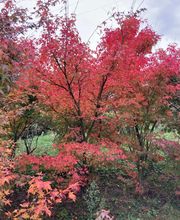 Bessard Christian image 1