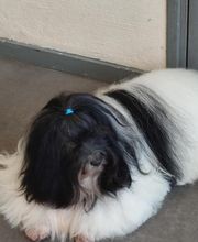 Tootsie image 4
