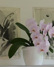 Praxis Dr. med. CHEN | Akupunktur und TCM | FMH Orthopädie Bild 7