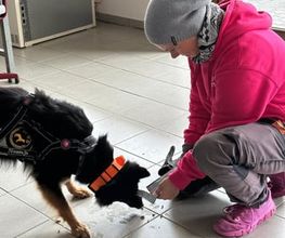KaNi.Dogs-Olpe Mantrailing meets Fun Bild 7