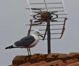 SAS Barot Antennes image 1