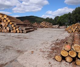 Habelitz Holz Bild 15