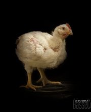 Les Volailles D'Armor image 6