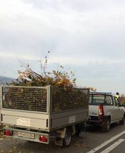 Pfister Obstbaum- und Gartenpflege Bild 4