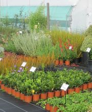 Pépinière de Saint Lavan image 6