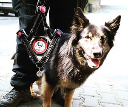 KaNi.Dogs-Olpe Mantrailing meets Fun Bild 1