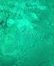 Tree Inn - Das Baumhaushotel Bild 2