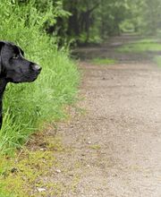 Wald & Hund - Hundetraining Bild 3