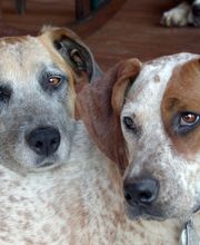 Monroe County Animal Hospital image 12