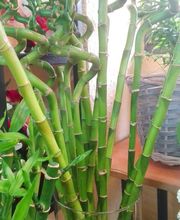 Floristería Manuela imagen 7