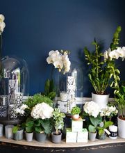 Marie Paolini image 6