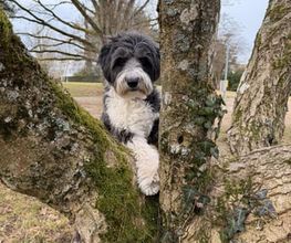Pet-Relax Bild 1