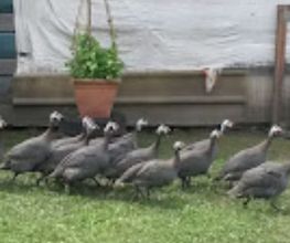 JARDIN DES MARMOTTES image 3