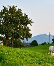 Sidra Riestra imagen 2