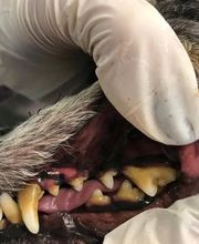 Hundesalon Farah Bild 1