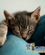 Canine Country Club & Feline Inn image 16