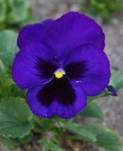 La Pensée Bleue image 7