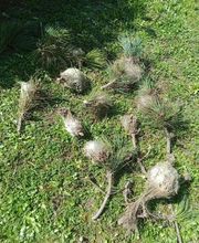 Chass'Eure De Frelons image 8