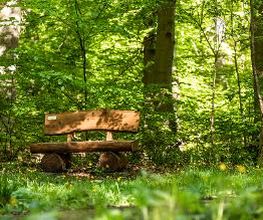 FriedWald Elm Bild 11