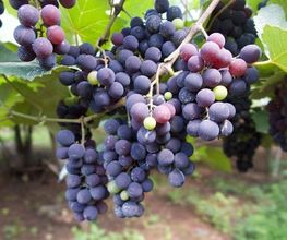 BODEGAS_AJUARTE_VINEDO.jpg