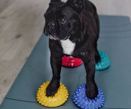 FITBUDDYS Tierheilpraxis & BARF-Shop Bild 11