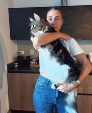 Allevamento Maine Coon Le Fate della Casa immagine 14