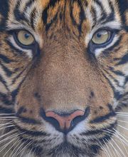 Zoo de La Boissière du Doré image 4