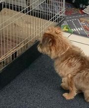 Hundebetreuung Oldies but Goldies Bild 4