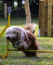 RolfsRudel Hundeschule / Rolf Matar Bild 6