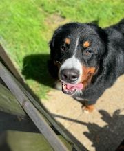Armelle Toiletteuse Chiens Et Chats image 19