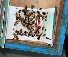 Deratisenet image 17