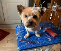 Domidogs image 8