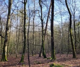 FriedWald Litermont Bild 3