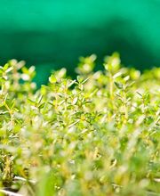 Gartenbau Evi Gampl Bild 1