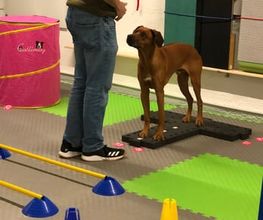 Hundetraining - DOX.fitness - Hundeschule | Schliersee
