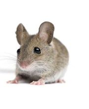 Control de Plagas Cejudo imagen 7