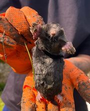 Deratisenet image 14