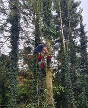 Baumpflege Eifler Bild 3