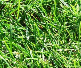 Matter Garten AG Bild 8