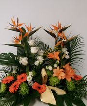 Centro-funebre-strelitzias.jpg