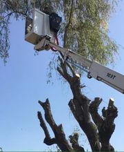 BC Service Élagage image 7